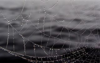 web 30